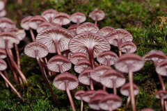 Mycena kurramulla