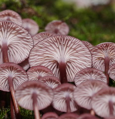 Mycena kurramulla