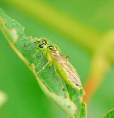 Rhogogaster viridis