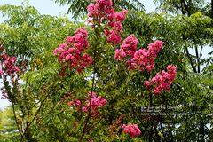 Lagerstroemia indica