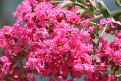 Lagerstroemia indica