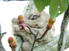 Bradypus variegatus tapajoensis