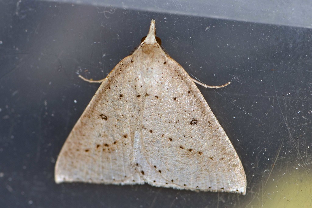 Nearcha atyla