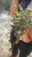 Marasmodes