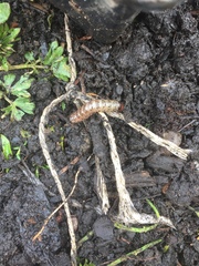 Apamea monoglypha