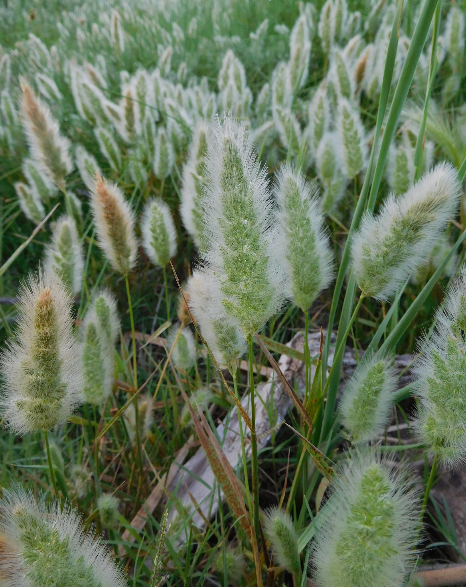 Polypogon monspeliensis