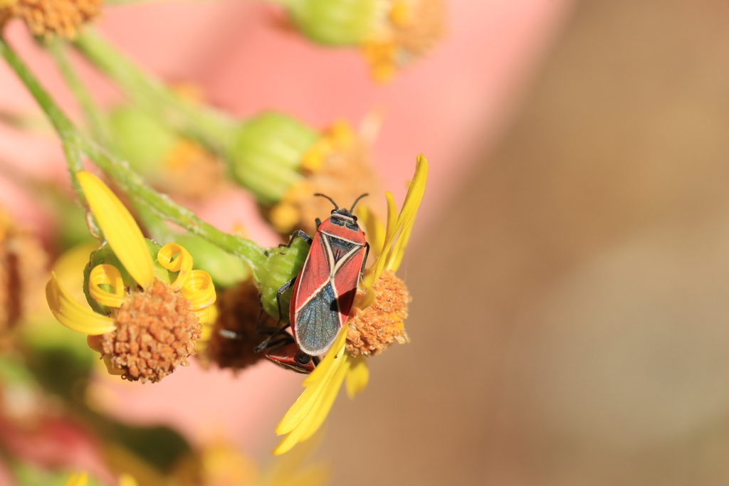 White-crossed Seed Bug from Eastside, Tacoma, WA, USA on July 20, 2024 ...