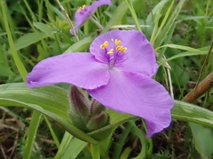 Tradescantia bracteata