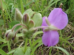 Tradescantia bracteata