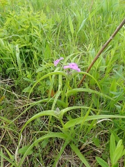 Tradescantia bracteata