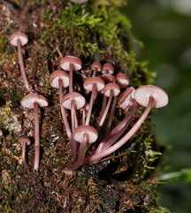 Mycena kurramulla