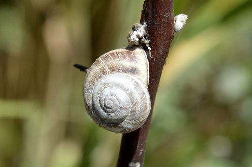 Chocolate-band Snail