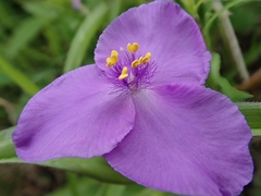 Tradescantia bracteata