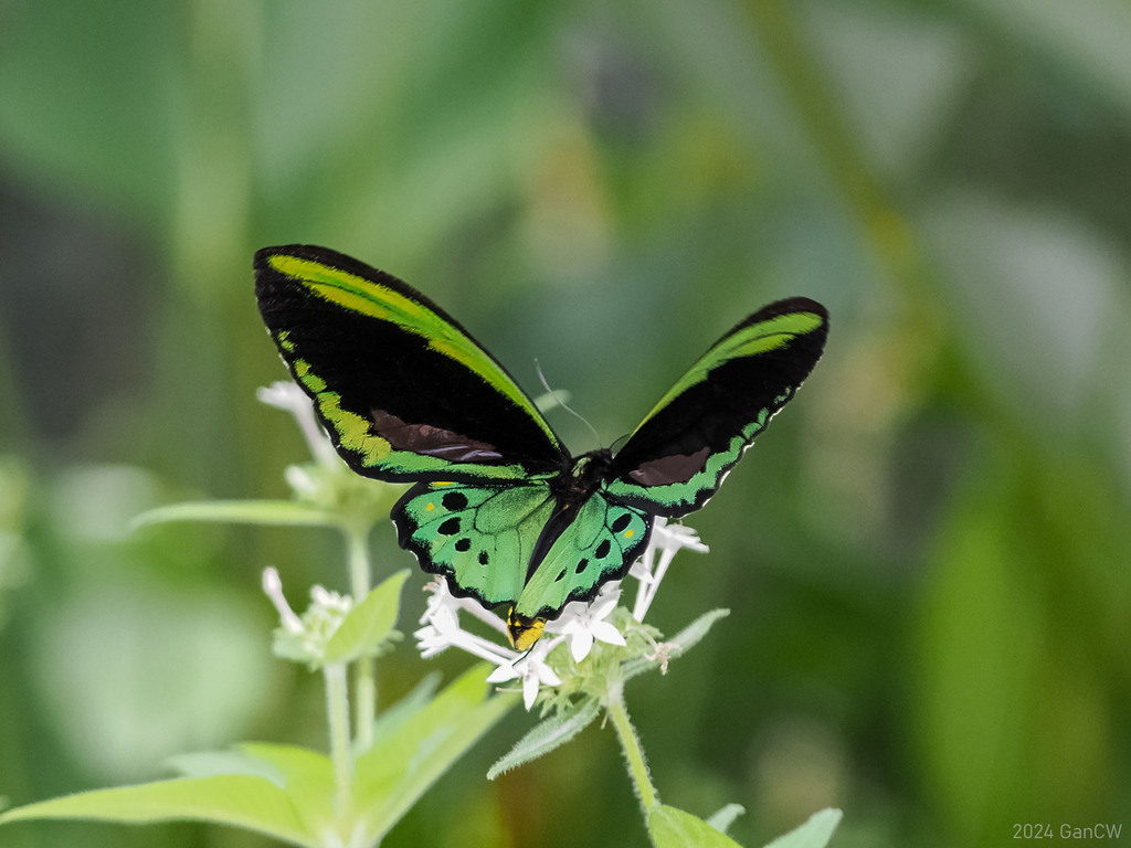 Troides euphorion