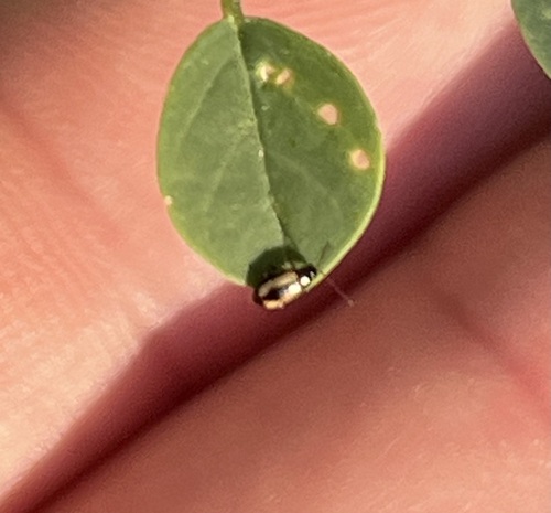 Phyllotreta lativittata