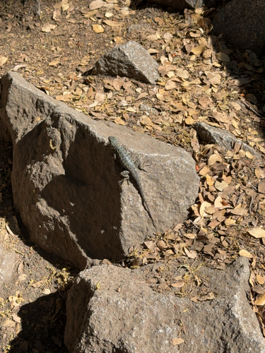 iNaturalist observation photo of Western Fence Lizard