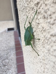 Paracyrtophyllus robustus