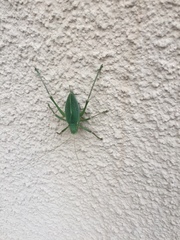 Paracyrtophyllus robustus