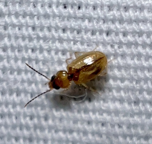 Tachys pallidus
