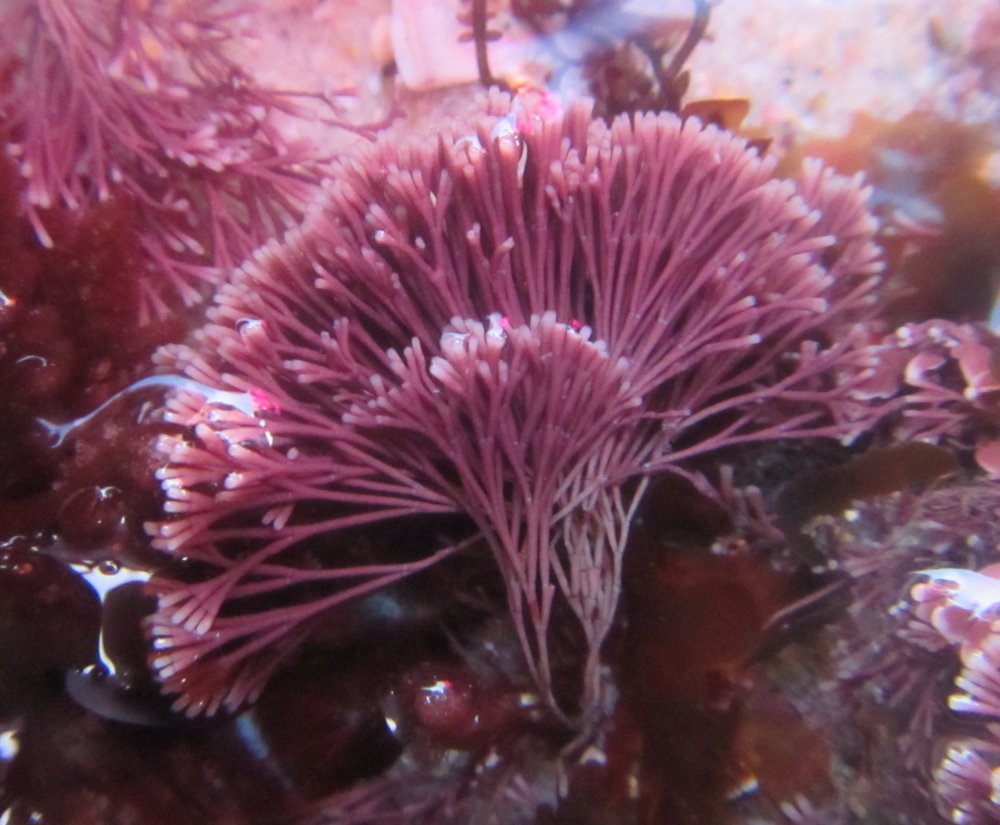 Eurhodophytina