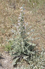 Echium italicum biebersteinii