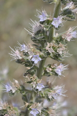 Echium italicum biebersteinii