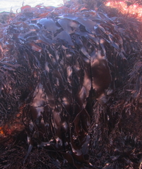 Pachymenia