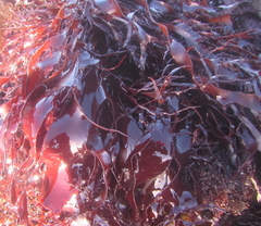 Pachymenia