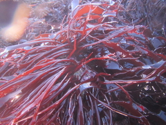 Pachymenia