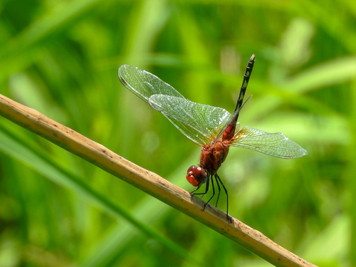 Barbet Percher