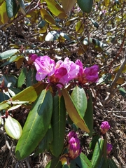 Rhododendron campanulatum