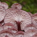 Mycena kurramulla - Photo (c) Reiner Richter, some rights reserved (CC BY-NC-SA), uploaded by Reiner Richter
