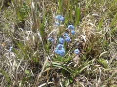 Myosotis imitata
