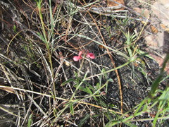 Indigofera leptocarpa