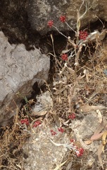 Helichrysum sanguineum