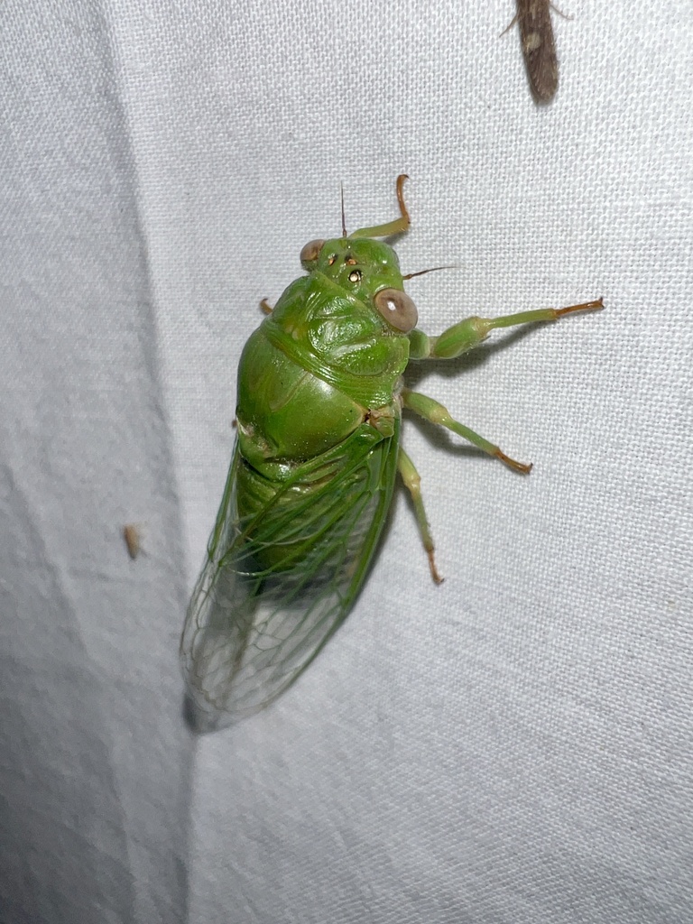 Bottle Cicada