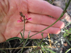 Indigofera leptocarpa