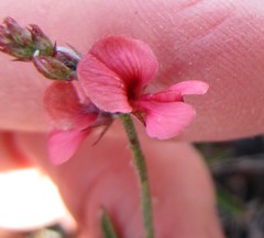 Indigofera leptocarpa