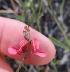 Indigofera leptocarpa