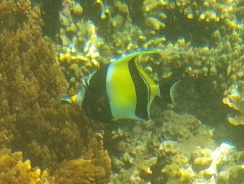 Moorish Idol — seen at this dive site