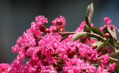 Lagerstroemia indica