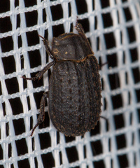 Trox scaber