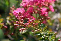 Lagerstroemia indica