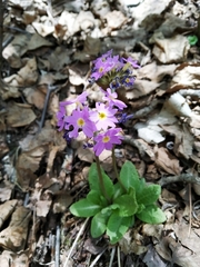 Primula denticulata