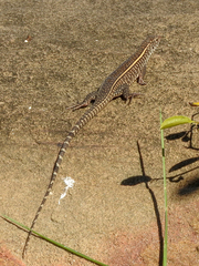 Matobosaurus validus