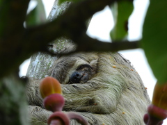 Bradypus variegatus tapajoensis