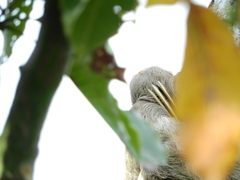 Bradypus variegatus tapajoensis