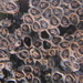 Column Barnacles - Photo (c) tangatawhenua, some rights reserved (CC BY-NC), uploaded by tangatawhenua