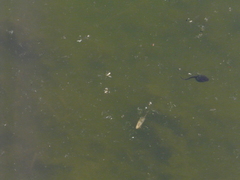 Bufotes viridis balearicus