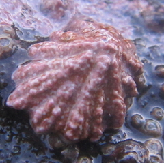 Patelloida corticata